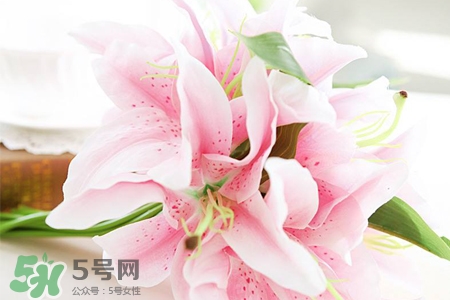 清明節(jié)上墳可以帶百合花嗎？清明節(jié)掃墓能用百合花嗎？