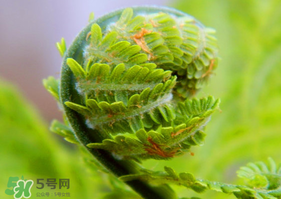 蕨菜怎么處理？新鮮蕨菜怎么處理？