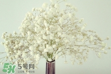 清明節(jié)上墳可以帶滿天星嗎？清明節(jié)掃墓能用滿天星嗎？