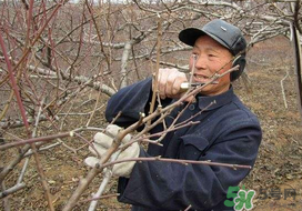 春天桃樹能剪枝嗎？桃樹春季什么時間剪枝？