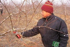 春天桃樹能剪枝嗎？桃樹春季什么時間剪枝？