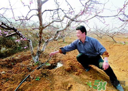 桃樹春天什么時候澆水？桃樹什么時候澆水？