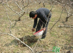 桃樹春天什么時候澆水？桃樹什么時候澆水？