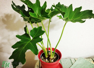 春天種什么植物？春天適合種什么植物？