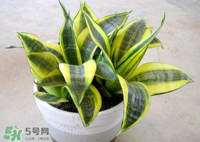 春天種什么植物？春天適合種什么植物？