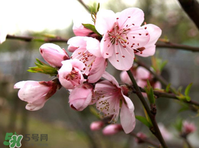四月份還有桃花嗎？桃花幾月份開？