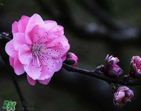 四月份還有桃花嗎？桃花幾月份開？