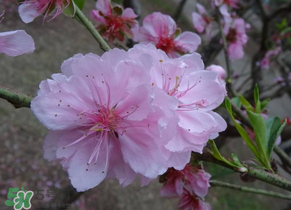 四月份還有桃花嗎？桃花幾月份開？