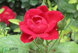 春天可以種玫瑰嗎？春天適合種玫瑰嗎？