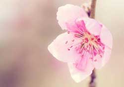 四月份還有桃花嗎？桃花幾月份開？