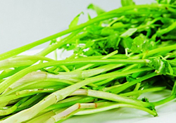 吃野芹菜會(huì)中毒嗎？吃野芹菜中毒了怎么辦？