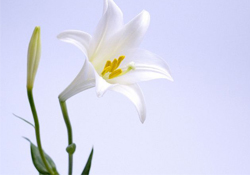 清明節(jié)上墳可以帶百合花嗎？清明節(jié)掃墓能用百合花嗎？