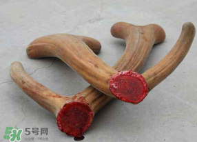 ?春天可以吃鹿茸嗎？鹿茸什么季節(jié)吃最合適？