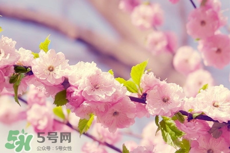 春分是春天的開始嗎？春分是春天來的意思嗎？