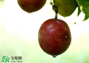 春天能吃百香果嗎？春天吃百香果好嗎？