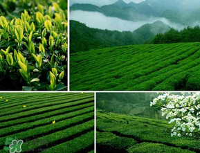 清明茶什么時(shí)候采？采清明茶什么時(shí)候結(jié)束？