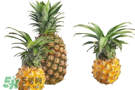 菠蘿可以吸甲醛嗎？菠蘿可以除甲醛嗎？