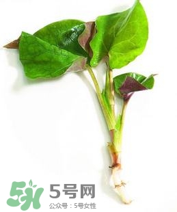 折耳根的功效與作用 折耳根有什么功效？