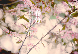 春分是春天的開始嗎？春分是春天來的意思嗎？
