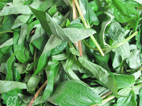 清明菜是什么菜？清明菜是艾草嗎？