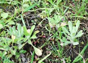清明菜是什么菜？清明菜是艾草嗎？