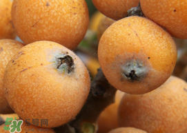 枇杷什么時候成熟？枇杷什么時候上市？