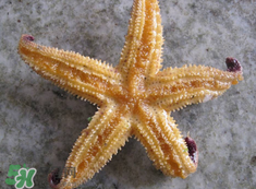 海星怎么吃？海星能吃嗎？