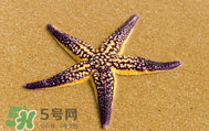海星怎么吃？海星能吃嗎？