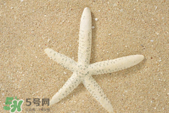 海星怎么吃？海星能吃嗎？
