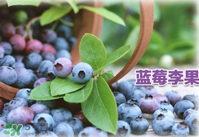 藍(lán)莓李果是假的嗎？火車(chē)上的藍(lán)莓李果是真的嗎？