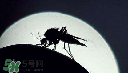 蚊蟲叮咬會傳播艾滋病嗎？蚊蟲會傳染乙肝嗎？