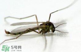 蚊蟲叮咬會傳播艾滋病嗎？蚊蟲會傳染乙肝嗎？