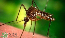 什么防蚊效果好？嬰兒用什么防蚊？