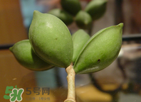 檳榔為什么會上癮？檳榔上癮怎么戒？