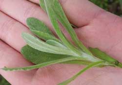 清明菜怎么做好吃？清明菜怎么做止咳？