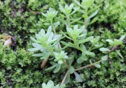 清明菜是什么菜？清明菜是艾草嗎？