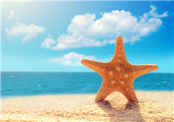 海星怎么吃？海星能吃嗎？
