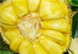 菠蘿蜜的營(yíng)養(yǎng)價(jià)值 吃菠蘿蜜有什么好處？