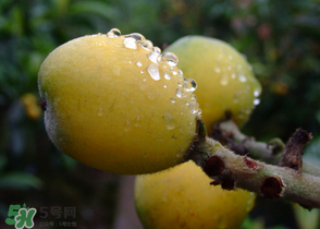 糖尿病能吃枇杷嗎？糖尿病人能吃枇杷嗎？