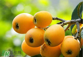 寶寶感冒可以吃枇杷嗎？寶寶感冒能吃枇杷嗎？