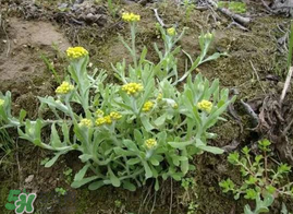 清明菜什么時(shí)候有？清明菜什么時(shí)候吃？
