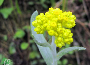 清明菜開花了能不能吃？清明菜怎么吃？