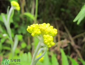 清明菜開花了能不能吃？清明菜怎么吃？