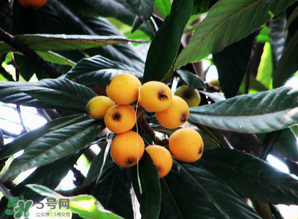 枇杷樹(shù)幾年結(jié)果？枇杷樹(shù)為什么不結(jié)果？
