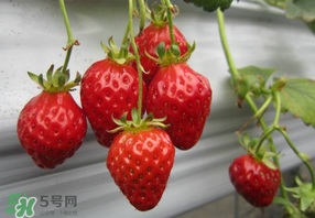 枇杷和草莓能一起吃嗎？枇杷能和草莓能一起吃嗎？