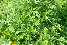 艾草可以治療濕疹嗎？艾葉如何治療濕疹？