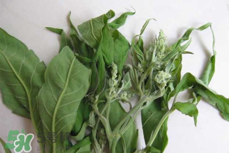 艾草可以治腳氣嗎？艾草泡腳能治腳氣嗎？