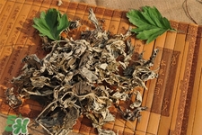 艾草可以治腳氣嗎？艾草泡腳能治腳氣嗎？