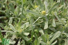 艾草吃了有什么好處？艾草吃多了會(huì)怎樣？