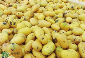 芒果爛了一點(diǎn)能吃嗎？芒果爛了一半還能吃嗎？